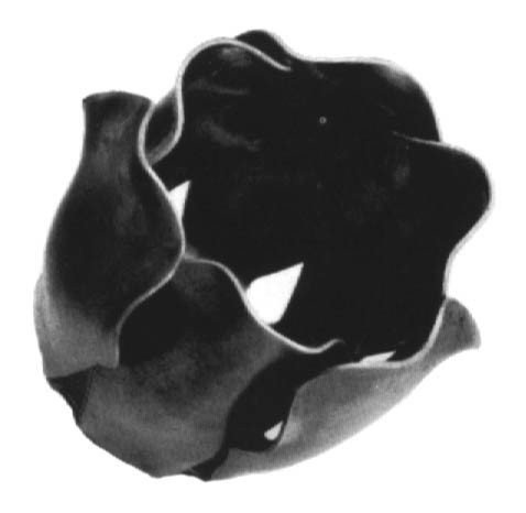136/7 Květ tulipán